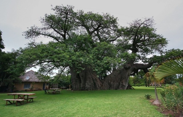 alberi belli