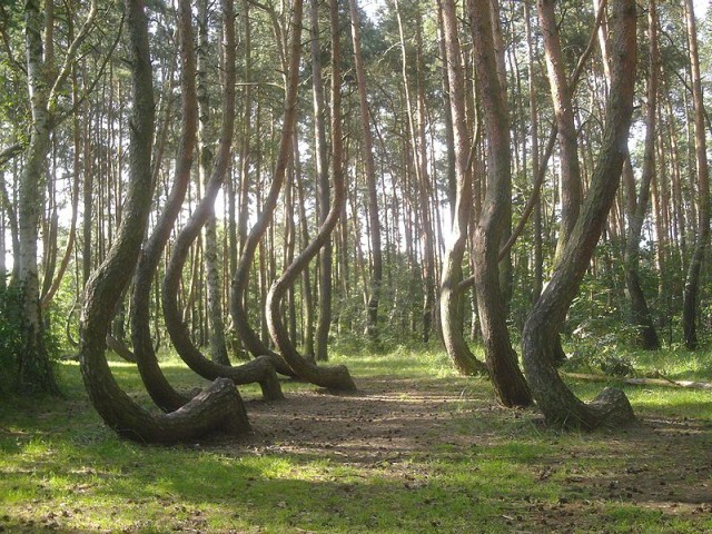 alberi storti