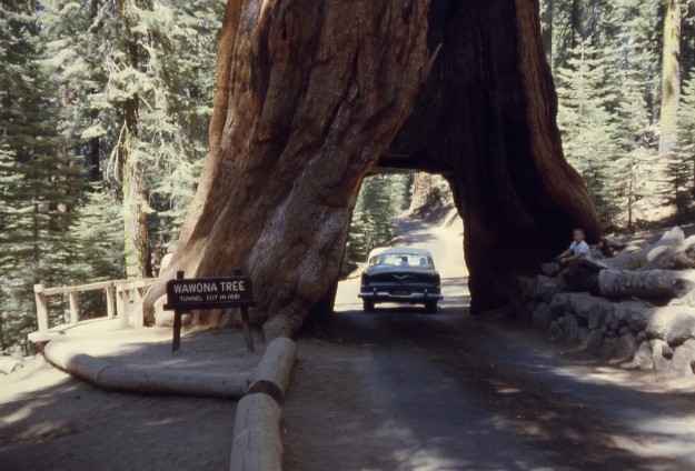 alberi forme strane