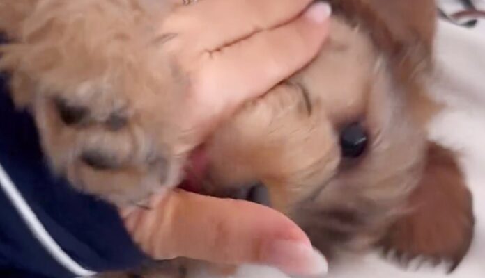 Sonia Bruganelli cerca uno psichiatra per il suo cane Beppe
