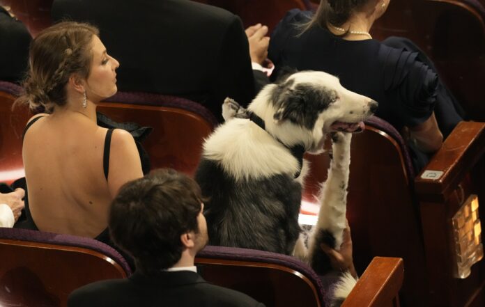 Perché c’era un cane in platea durante la cerimonia degli Oscar 2024