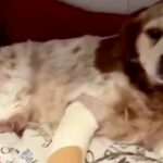 Paura per Alba Parietti: il suo cane Venghi è stato aggredito ed è stato portato d'urgenza in clinica