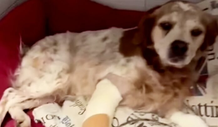Paura per Alba Parietti: il suo cane Venghi è stato aggredito ed è stato portato d'urgenza in clinica