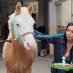 Elettra Lamborghini festeggia i 2 anni del suo cavallo Hermes