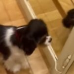 Mara Venier regala un cane al marito Nicola Carraro